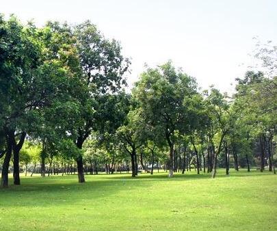 園林公司帶您了解公園綠化（huà）設計相關知識