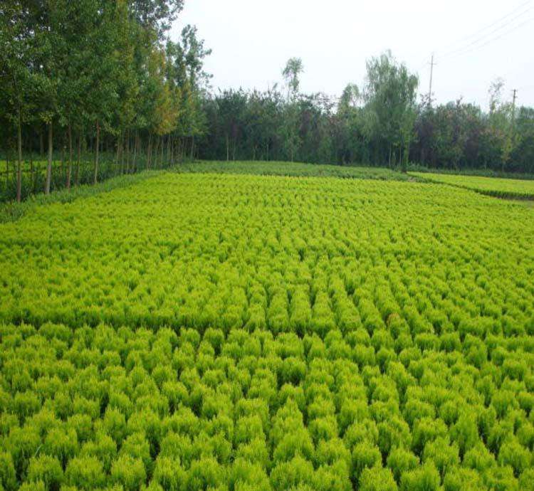 綠（lǜ）化工程