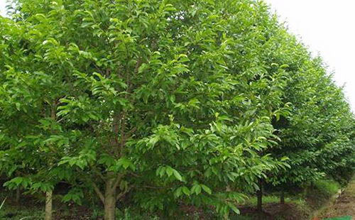 園（yuán）林養護