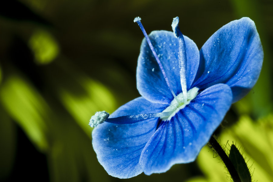 園林綠化花卉種子催芽（yá）