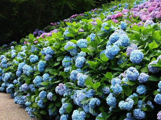 景觀工程繡球花怎麽（me）養護和修剪