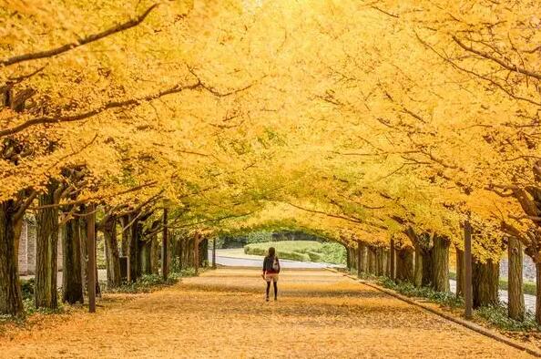 園林（lín）綠化工程承包範（fàn）圍是什麽？  