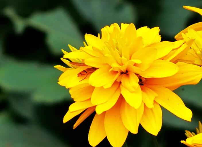 室內花卉綠植怎麽才（cái）能安全過冬