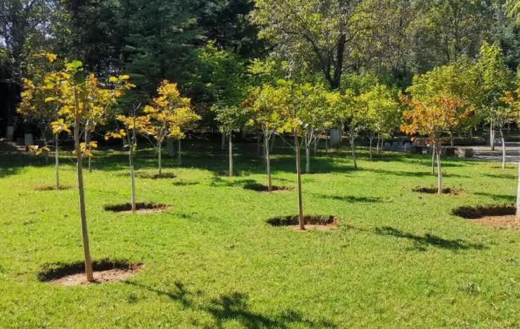 綠化養（yǎng）護員的崗位職責