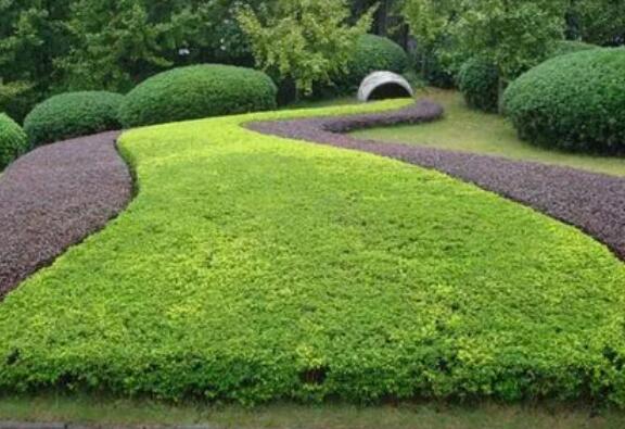 園林綠化工程師證報考條（tiáo）件及辦理費用