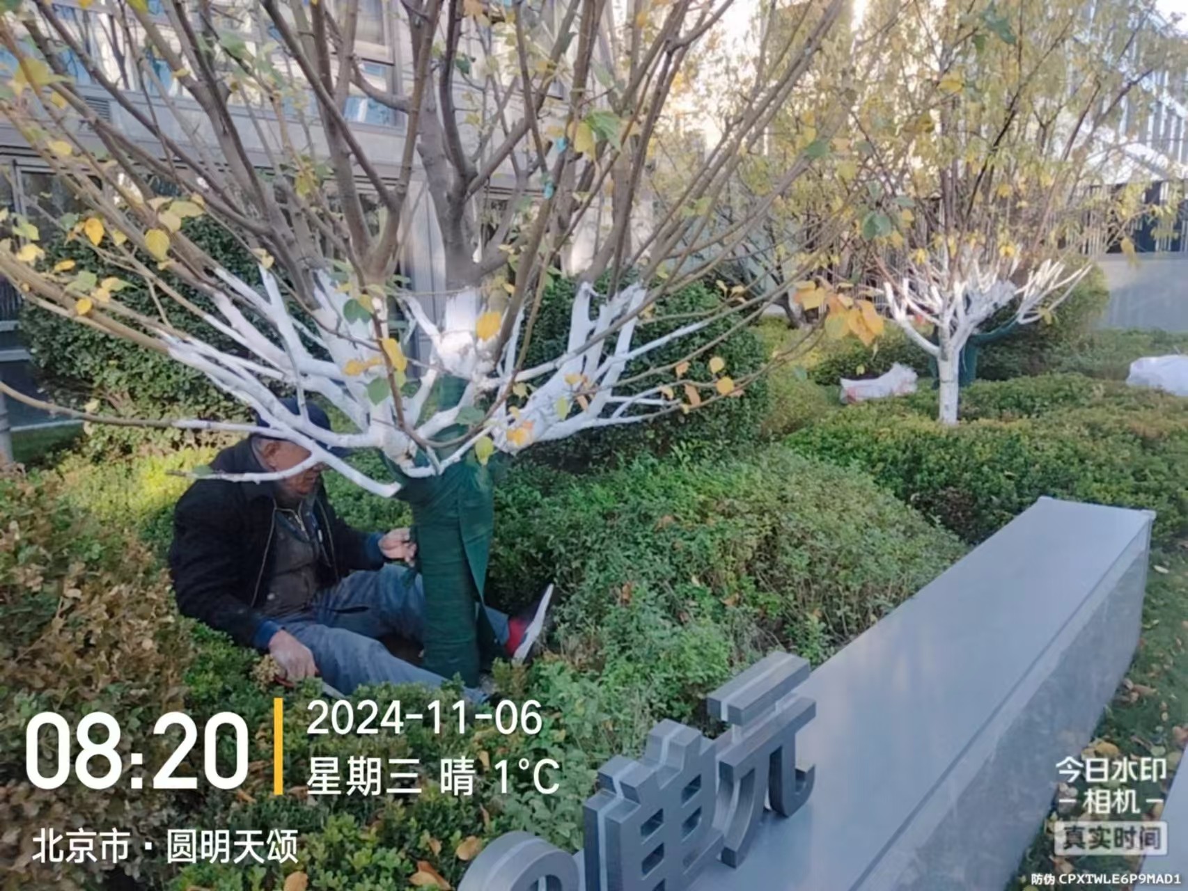 《北京（jīng）B站9.1免费版園林綠化有限公（gōng）司：冬季綠化養護之（zhī）大樹塗白（bái）》