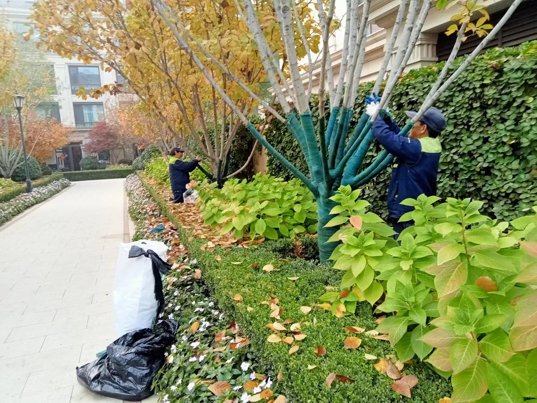 《北（běi）京B站9.1免费版園林綠化有限公司（sī）：冬（dōng）季綠化養護之樹木纏杆》