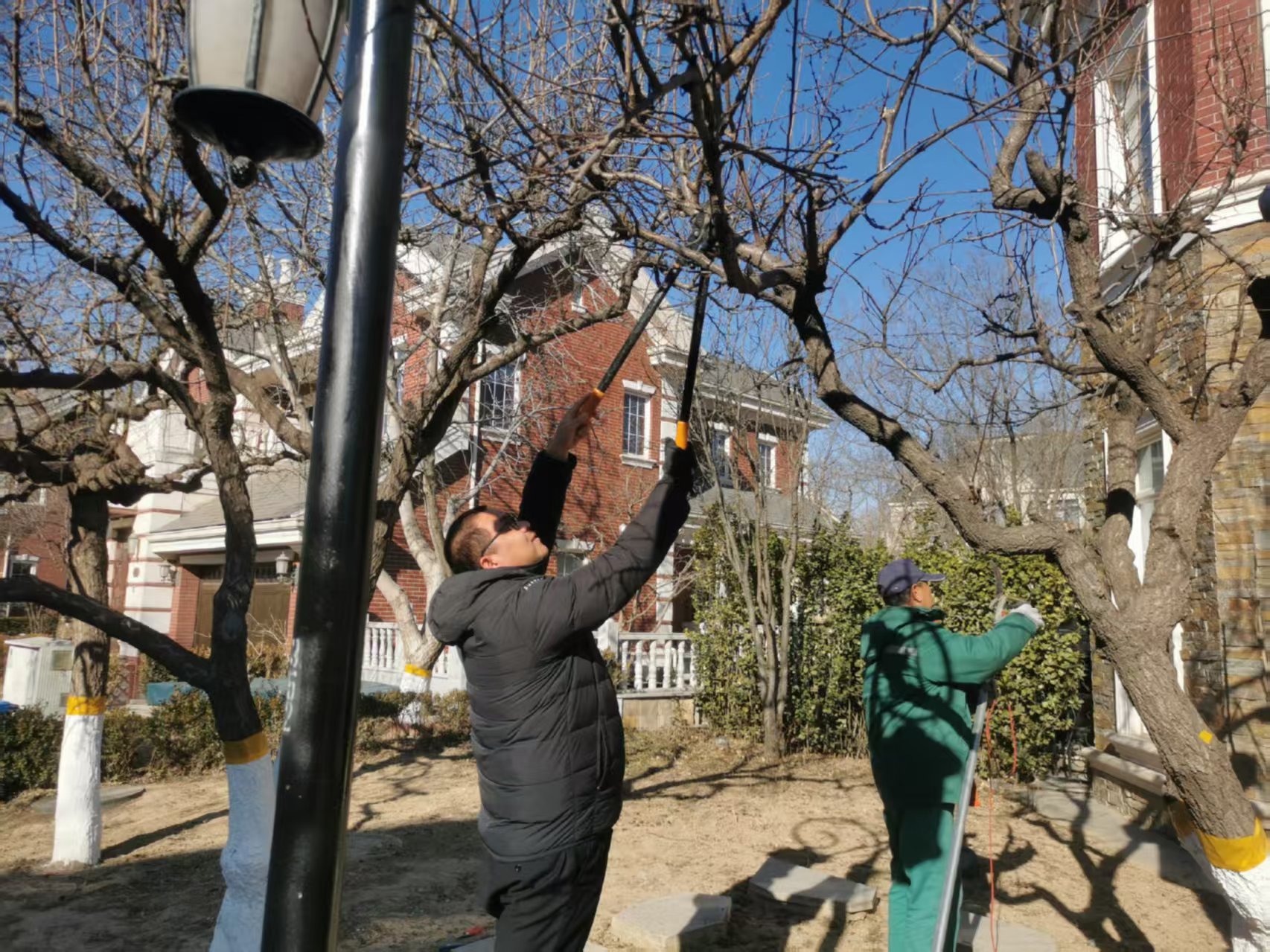 北京春季園林綠化養（yǎng）護指南之春季修剪