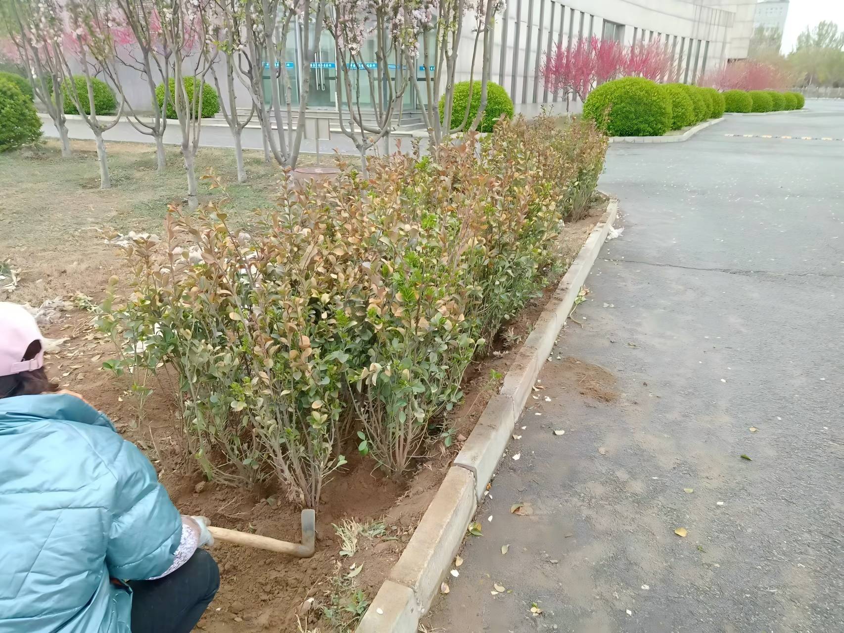 北京春季綠籬種植（zhí）注意事項