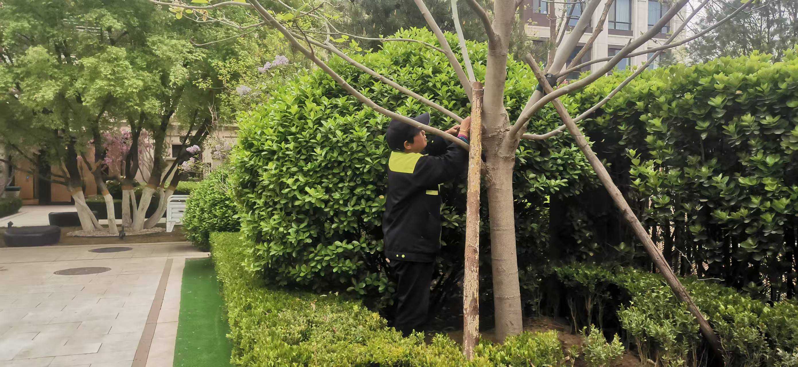 北京將出現（xiàn）10級以上大風，園林綠化養護（hù）如何提前防範風險（xiǎn）